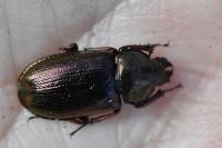 Platycerus caraboides