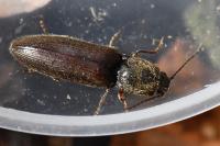 Athous haemorrhoidalis