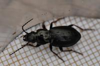Pterostichus oblongopunctatus