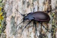 Carabus nemoralis