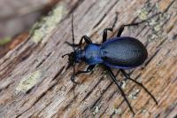 Carabus problematicus