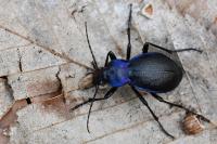 Carabus problematicus