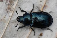 Platycerus caraboides