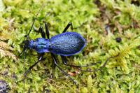Carabus intricatus