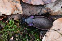 Carabus nemoralis
