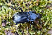 Abax parallelepipedus