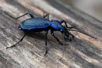 Carabus intricatus