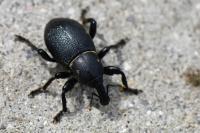 Liparus coronatus