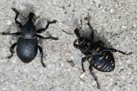Liparus coronatus