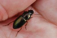 Harpalus affinis