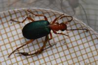 Brachinus crepitans