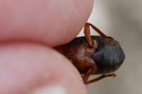 Brachinus crepitans