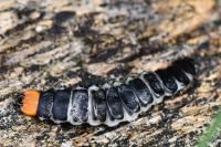 Lygistopterus sanguineus