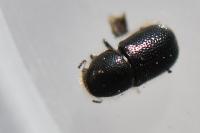 Xylographus bostrichoides