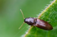 Agriotes sputator