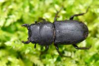 Dorcus parallelipipedus