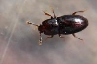 Cerylon histeroides