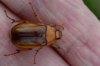 Rhizotrogus aestivus