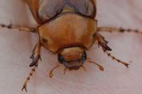 Rhizotrogus aestivus