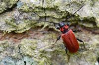 Pyrrhidium sanguineum