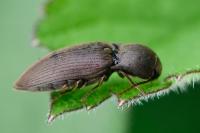 Agriotes obscurus