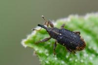 Bradybatus kellneri