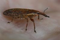 Lixus punctiventris