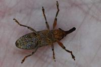 Lixus punctiventris