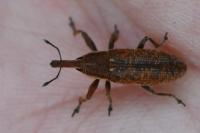 Lixus punctiventris