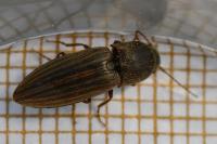 Agriotes lineatus