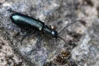 Dasytes caeruleus