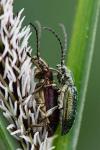 Plateumaris sericea