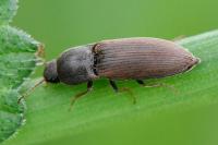 Agriotes sputator