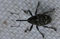 Curculio villosus