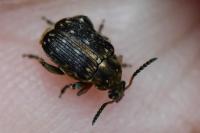 Bruchus rufimanus