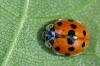 Adalia decempunctata