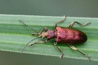 Plateumaris sericea