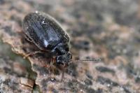 Hyperisus plumbeum