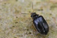 Hyperisus plumbeum