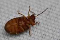 Microcara testacea