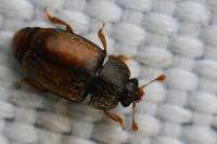 Epuraea