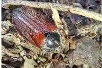 Phyllopertha horticola