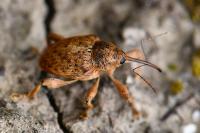 Curculio venosus
