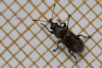 Doydirhynchus austriacus
