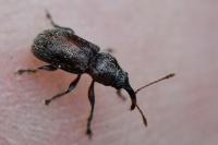 Doydirhynchus austriacus