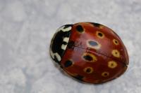Anatis ocellata