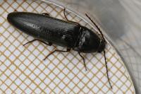Melanotus villosus