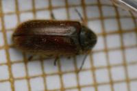 Hyperisus plumbeum