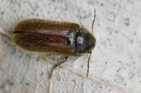 Hyperisus plumbeum