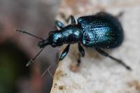 Involvulus caeruleus